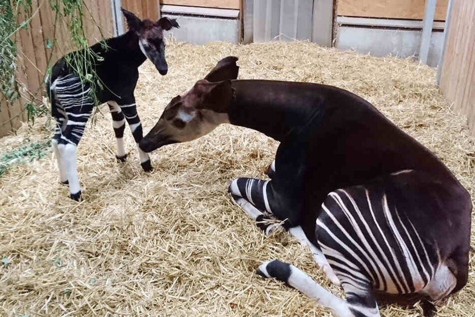 Okapiweibchen Zawadi hatte im Juli ein gesundes Jungtier zur Welt gebracht.