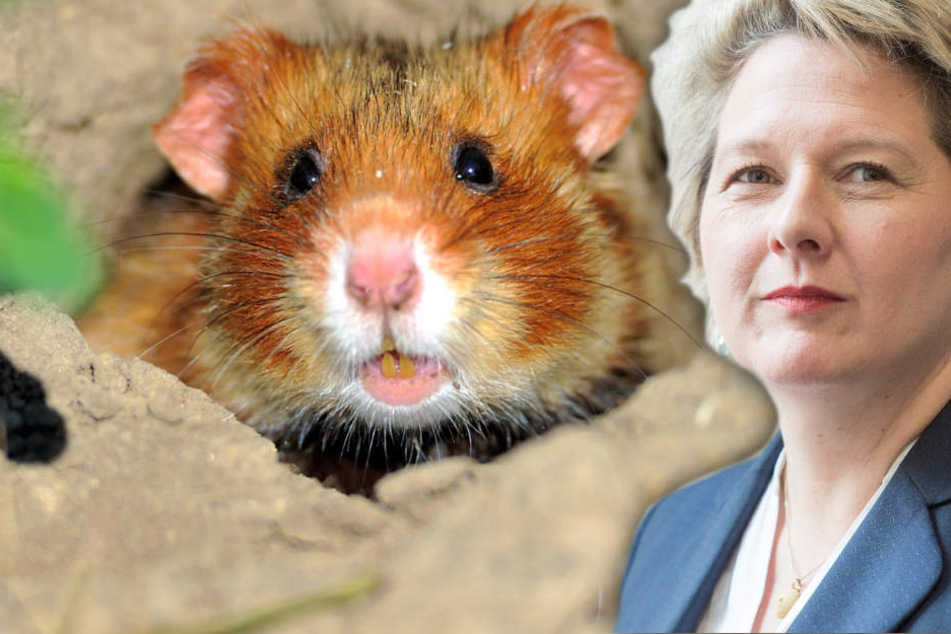 Schulze will den Feldhamster retten und nimmt dafür Millionen in die Hand. (Bildmontage)