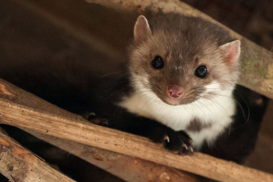 Unter den schlimmsten Bedingungen werden die Tiere gehalten (Symbolfoto).