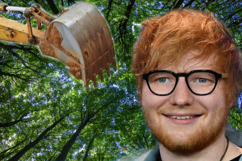 Für Ed Sheeran werden 60 Bäume umgesetzt. (Symbolbild)