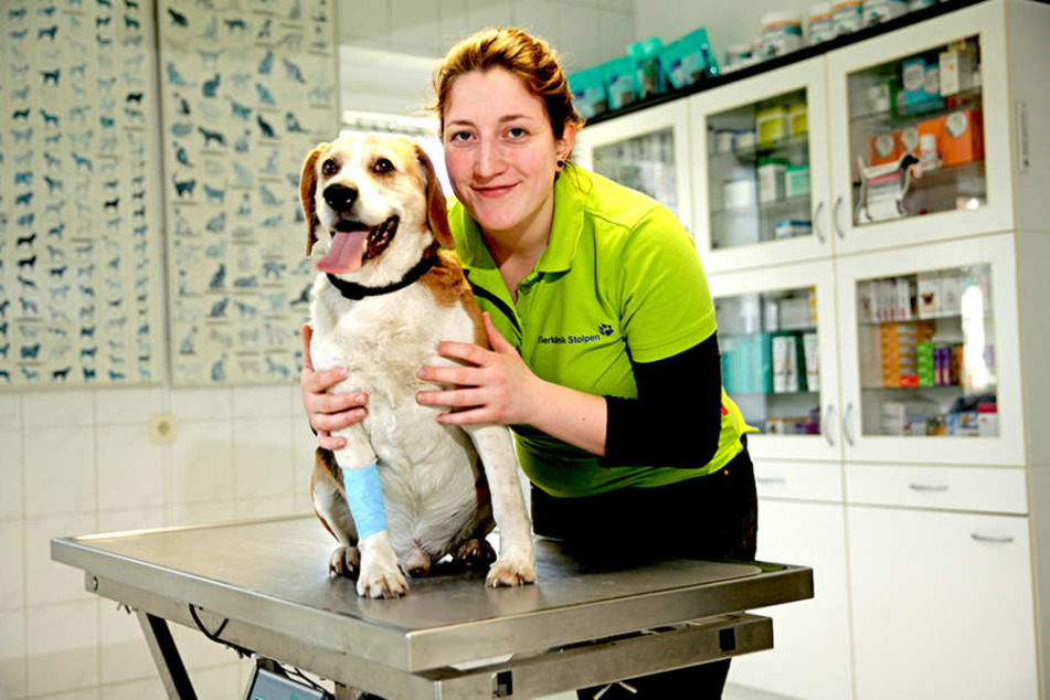 Mandy Kübler (20) von der Tierklinik Stolpen kümmert sich um Beagle-Rüde "Prinz" (11), der sein Herrchen in den Flammen verloren hat.