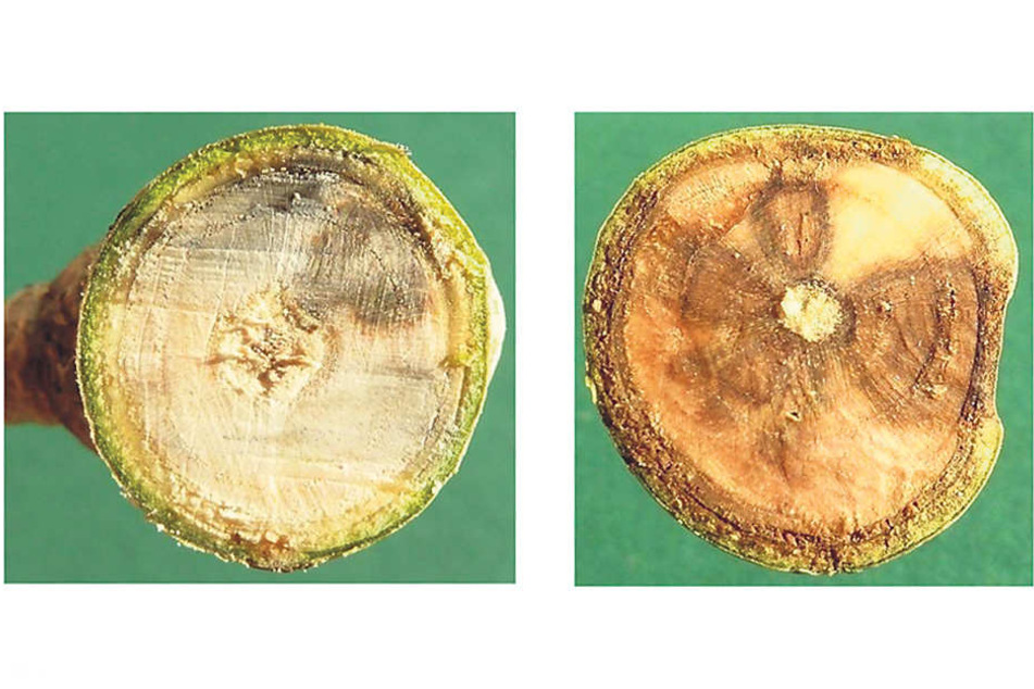 Diese Bilder eines dreijährigen (l.) und eines vierjährigen Eschentriebes (r.) verdeutlichen das Vordringendes Pilzes im Holzkörper