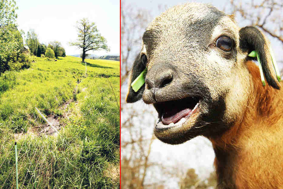 Inzwischen ist im wahrsten Sinne Gras über die marode Weide gewachsen. Von
hier türmten vier Kamerunschafe.