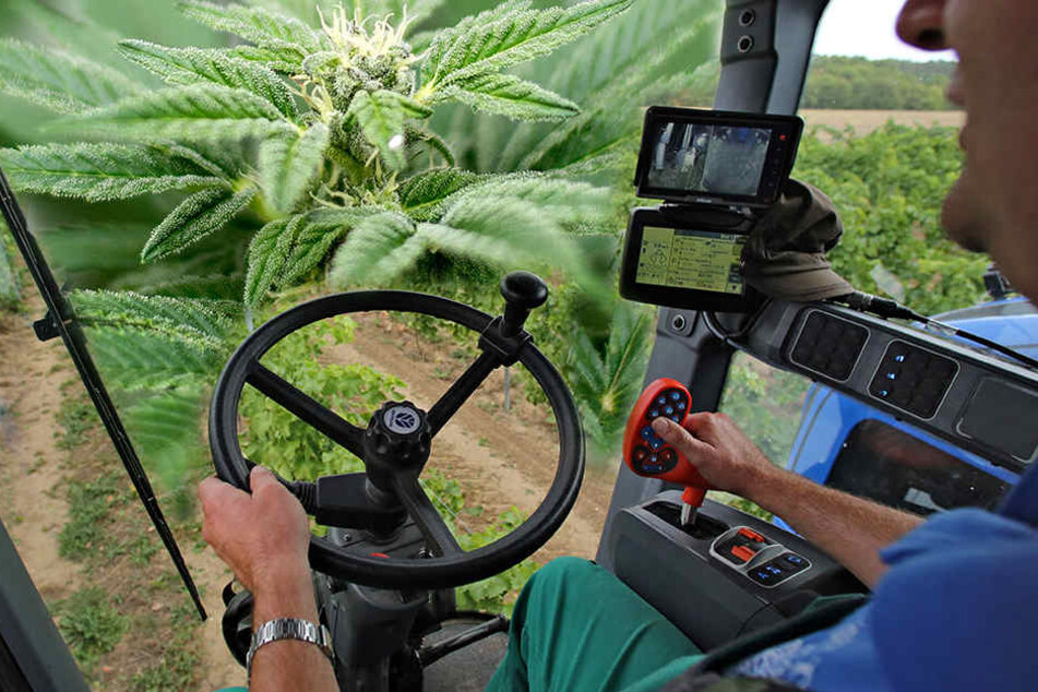 Noch ein Symbolbild - bald könnte es in der Lausitz nach Cannabis riechen, wenn die Schotten der Reinräume geöffnet werden.