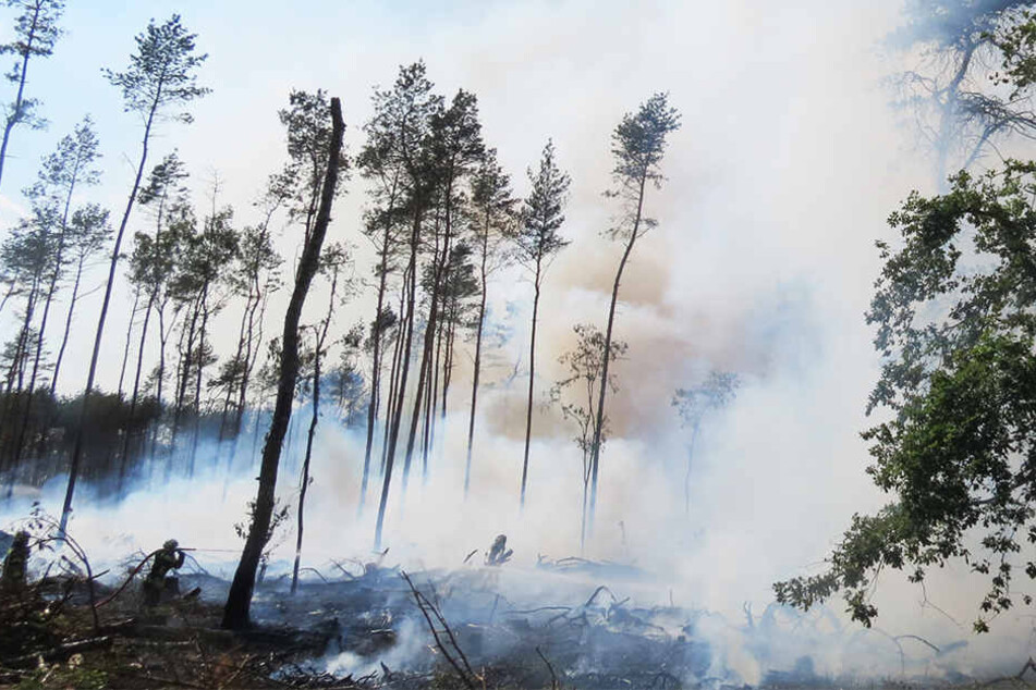 Der Mann brannte ein etwa zwei Hektar großes Waldstück nieder.