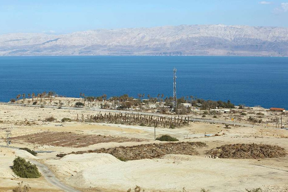Die brütende Hitze in Israel sorgt für ausgetrocknete Dattel-Plantagen am Toten Meer.