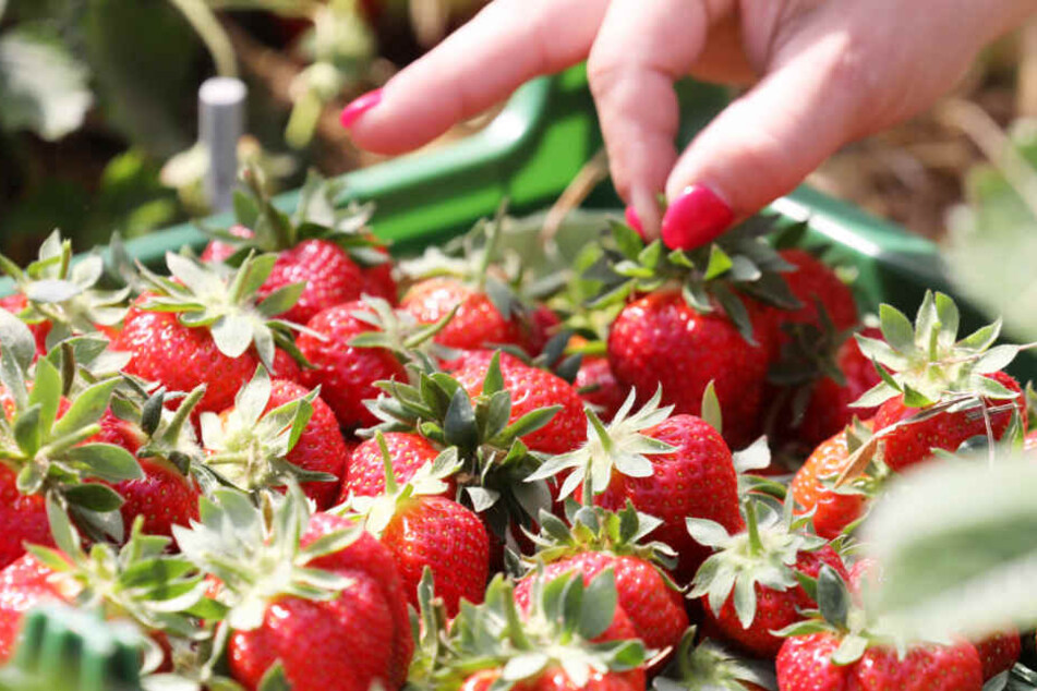 Die ersten Erdbeeren aus dem Norden kommen nun in den Handel.