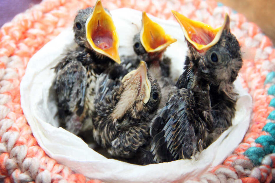 Hungrige Amselküken in der Vogel- und Igelpflegestation in Bad Elster.