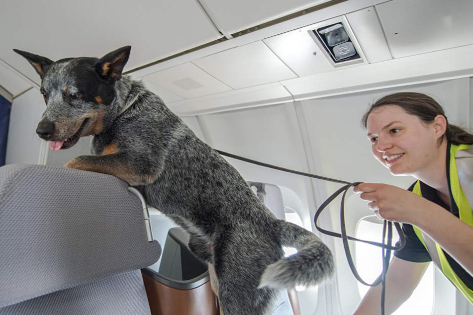 Der australische Cattle Dog "Jack" durchsucht ein Flugzeug nach lästigen Bettwanzen.