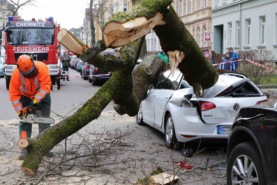 Dieser Ahorn plättete Ende Dezember mehrere Autos. Einige Besitzer werden auf den Schäden wohl sitzen bleiben.