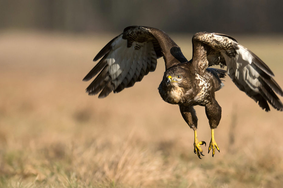 Bei einem Bussard aus Xanten wurde der Virus H5N8 festgestellt (Symbolbild).
