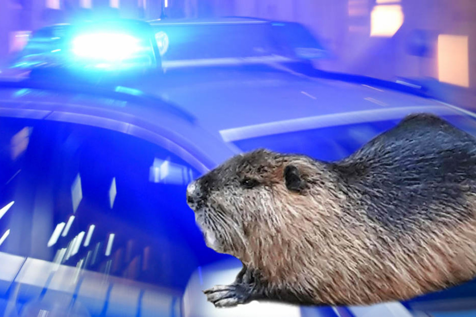 Die Tiere werden "Nutria" oder "Biberratte" genannt, sie sind seit den 90er Jahren in Hessen bekannt.