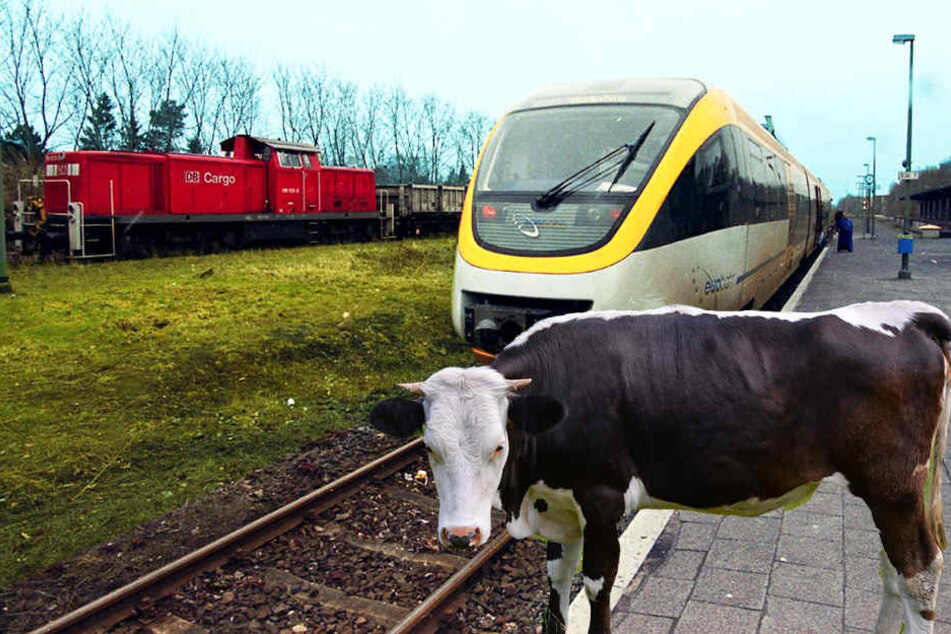 18 Tiere versperrten den Weg für die Züge.
