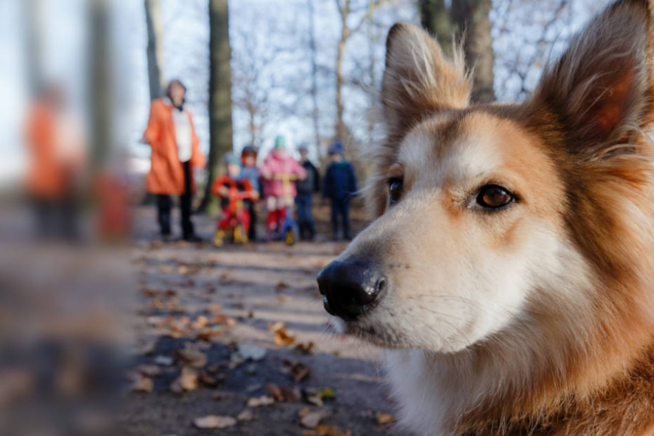 Völlig unvermittelt griff der Unbekannte erst das Tier und dann dessen Besitzer an (Symbolbild).