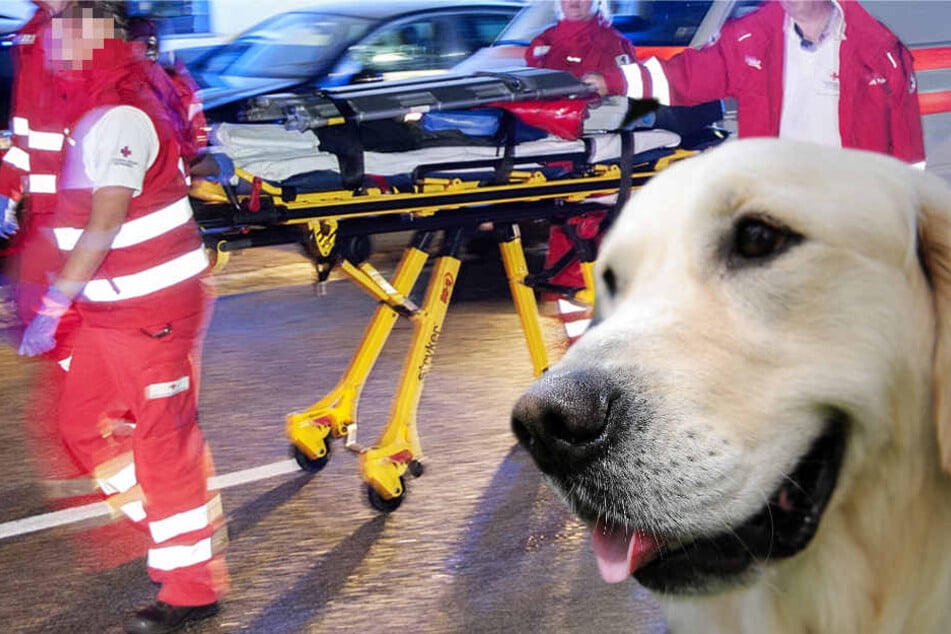 Den Menschen konnten die Sanitäter helfen, der Hund starb noch am Unfallort (Symbolbild)