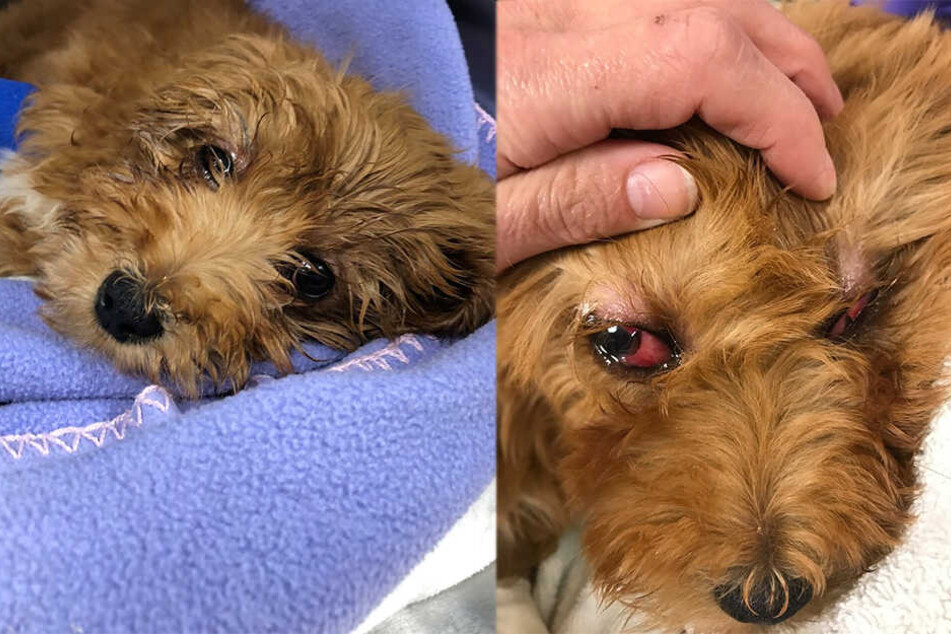 Bella wurde schwer verletzt.