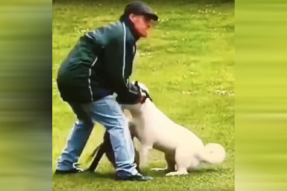 Brutal zog Robert Black (51) den Hund an sich.