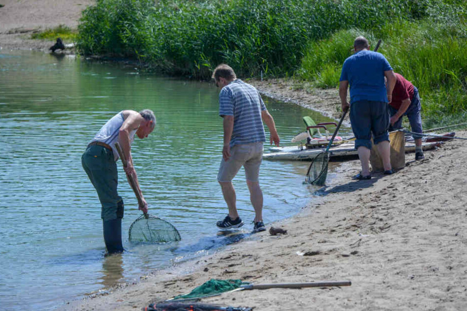 Der Anglerverein versucht die überlebenden Fische zu retten.