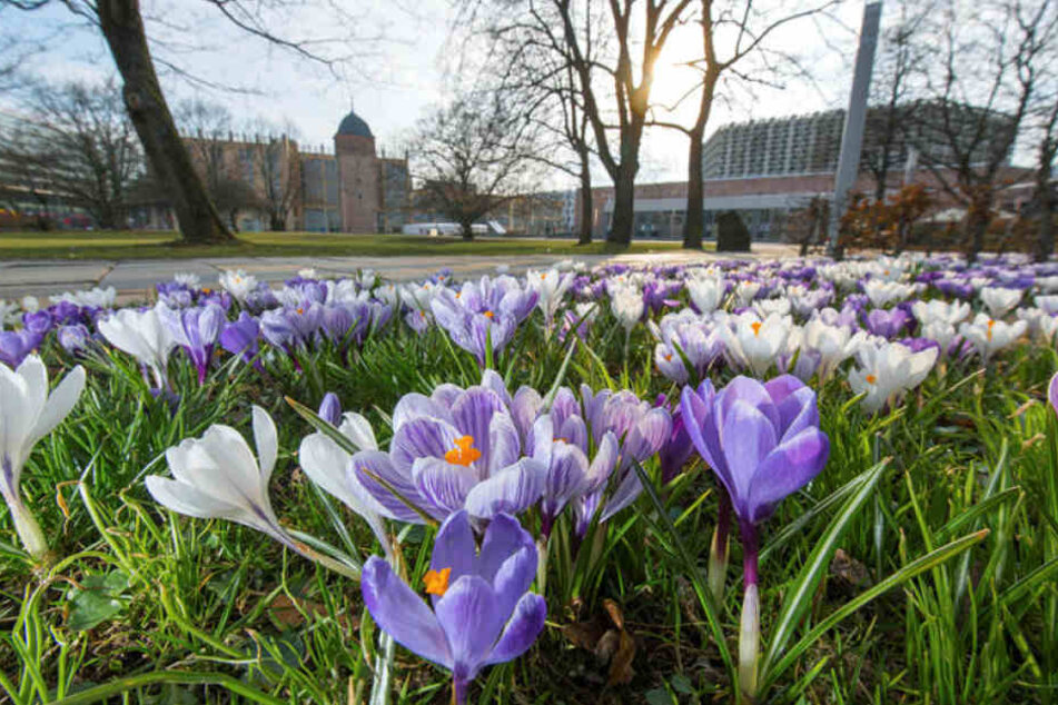Hunderte Krokusse verzücken Passanten im Stadthallenpark - und künden vom nahen Frühling.