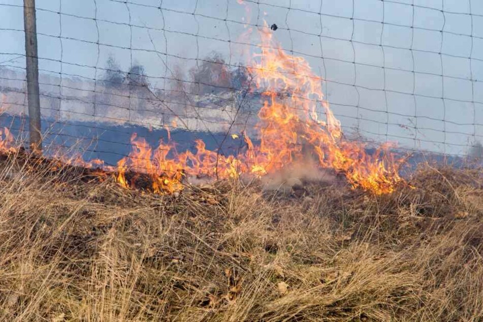 Die Kinder entfachten einen Wiesenbrand. (Symbolbild)