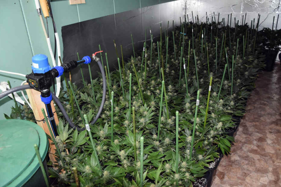 Eine ähnliche Indoor-Cannabis-Plantage konnten die Polizisten in Bad Lobenstein feststellen und hochnehmen. (Symbolbild)