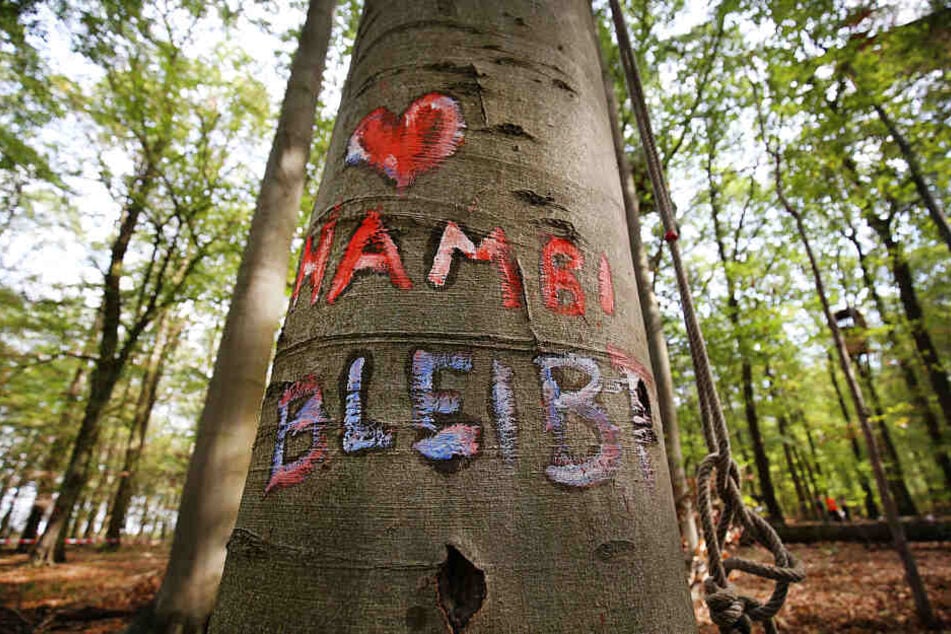 Der Hambacher Forst wird bis Frühjahr 2020 nicht gerodet werden.