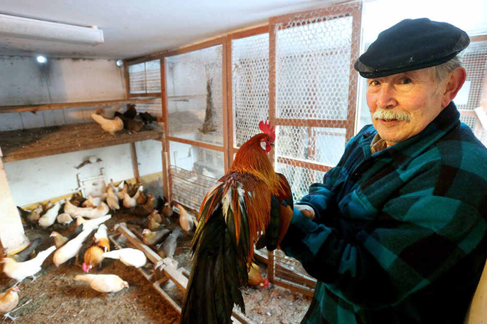 Vogelgrippe! Chemnitz wird zum Sperrbezirk - TAG24 ...