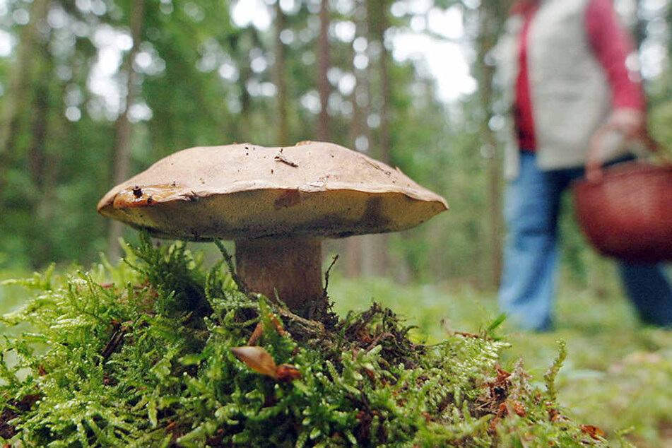 "Pflanzen oder Pflanzenbestandteile zu entnehmen oder Lichtquellen zu betreiben, die Tiere beunruhigen könnten", solle nicht erlaubt sein.