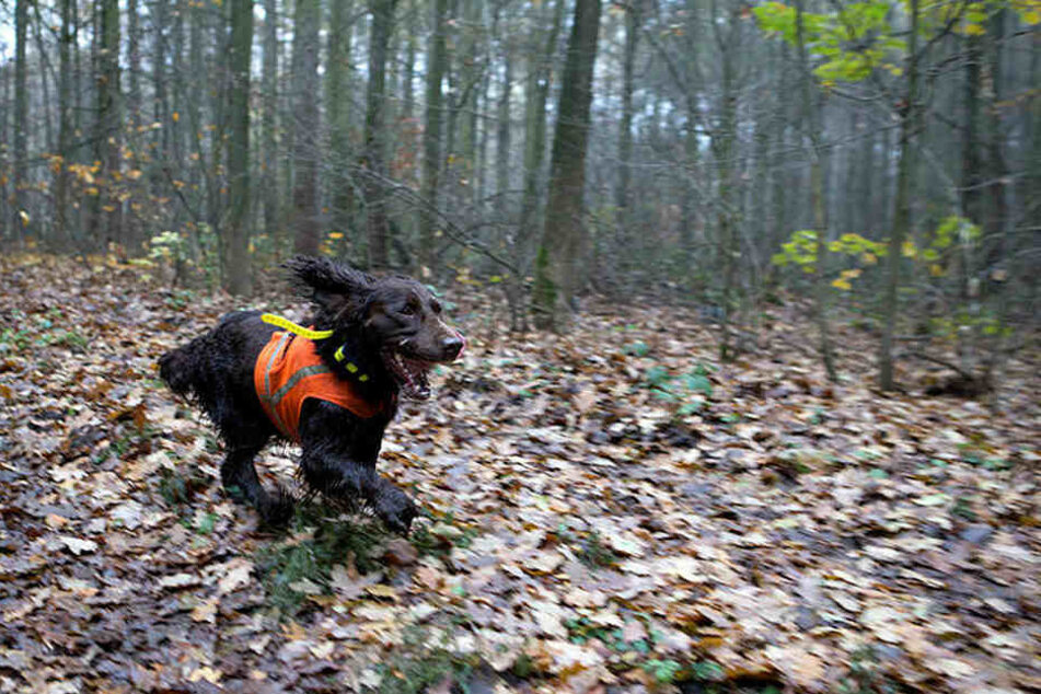 Ein Jagdhund (Symbolbild).