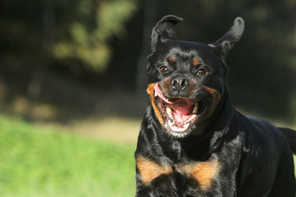 Der Rottweiler fügte der Frau tiefe Bisswunden in der Hand zu. (Symbolbild)