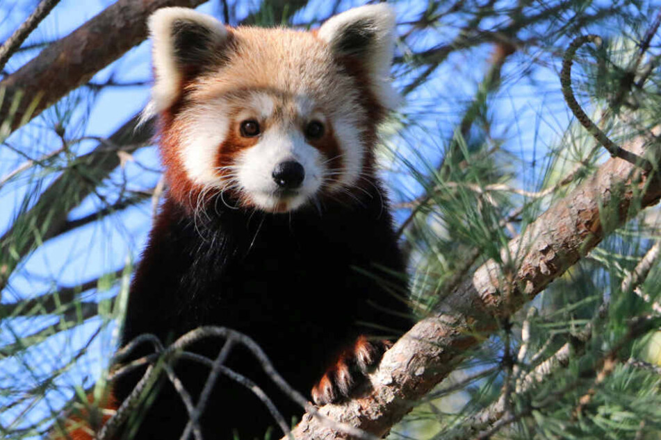 Dieser Rote Panda ist verschwunden.