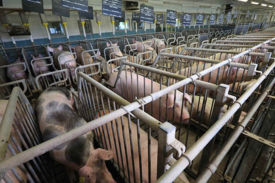 Für die Schweine sollen die Bedingungen nicht so vorschriftsmäßig wie in diesem Stall gewesen sein. (Symbolbild)