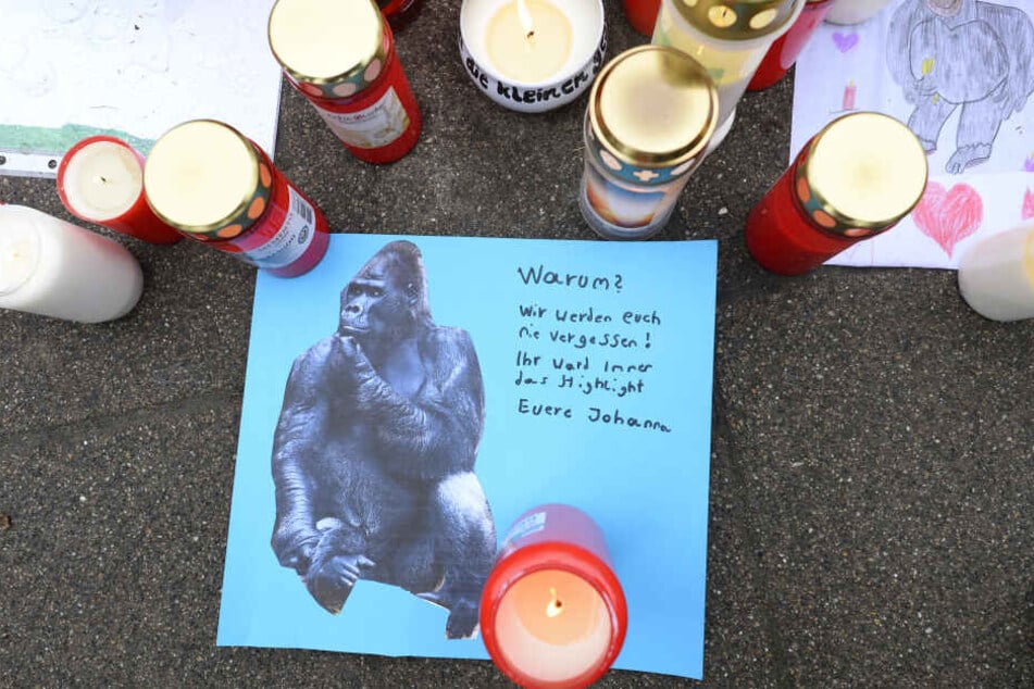 Bei dem Brand starben rund 30 Tiere, darunter zwei Gorilla.