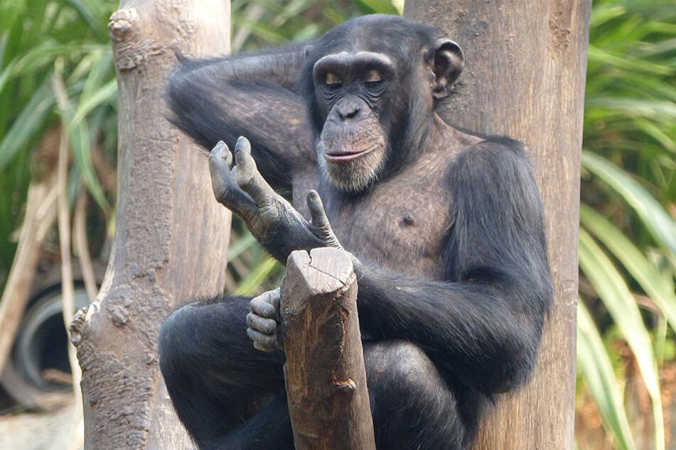 Kofis jüngerer Halbbruder Bangolo gilt ebenfalls als intelligent, nimmt sich aber zurück, wenn er unsicher ist. Auch er ist sexuell aktiv.