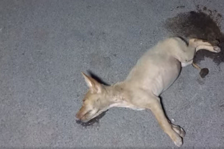 Die kleine Sona hatte sich zum Sterben auf die Straße gelegt.