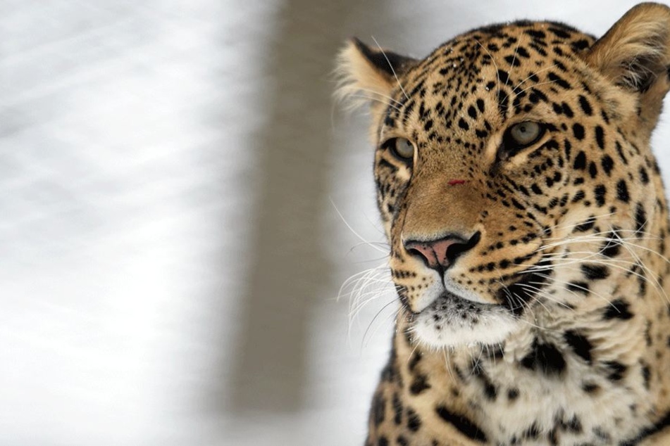 Der Leopard folgte seinen animalischen Instinkten (Symbolbild).