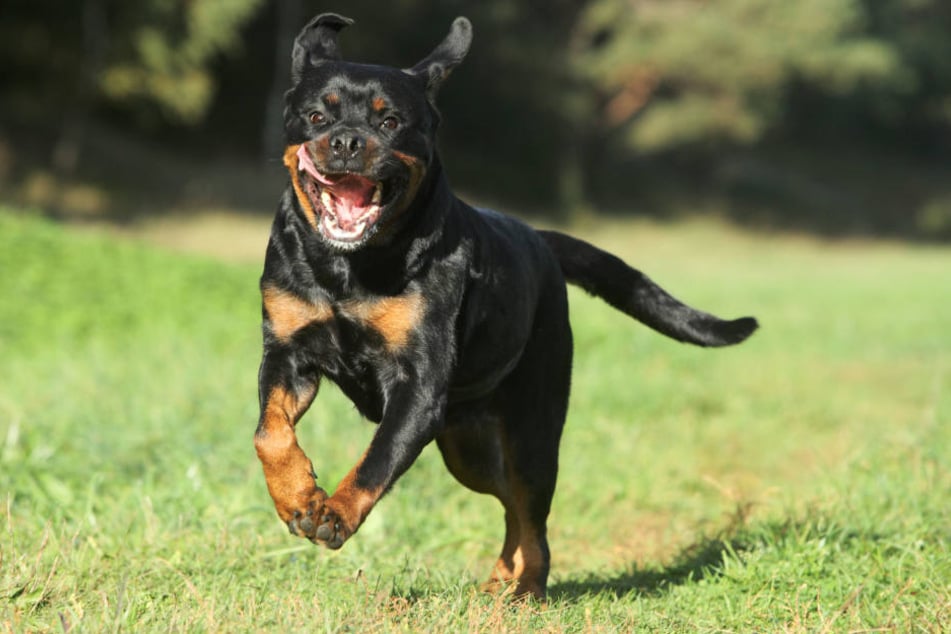 In Freiberg hat ein Rottweiler eine Rentnerin angegriffen und schwer verletzt (Symbolbild).