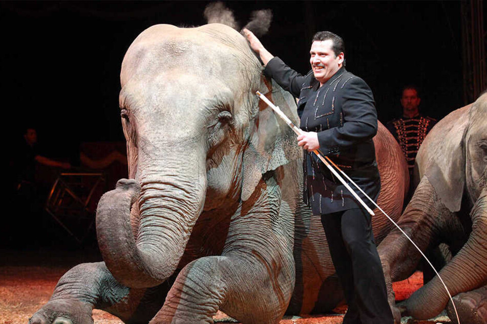 Solche Wildtiernummern wie hier in Löhne im Zirkus Universal Renz sollen in Bielefeld tabu sein.