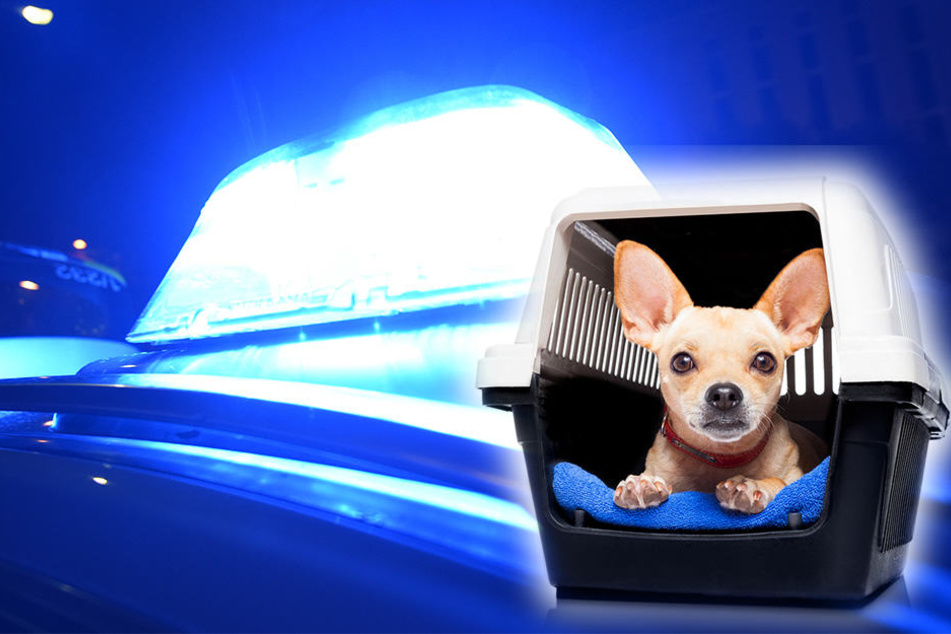 Innerhalb von 15 Minuten wurde der kleine Chihuahua aus dem Auto geklaut. (Symbolbild)