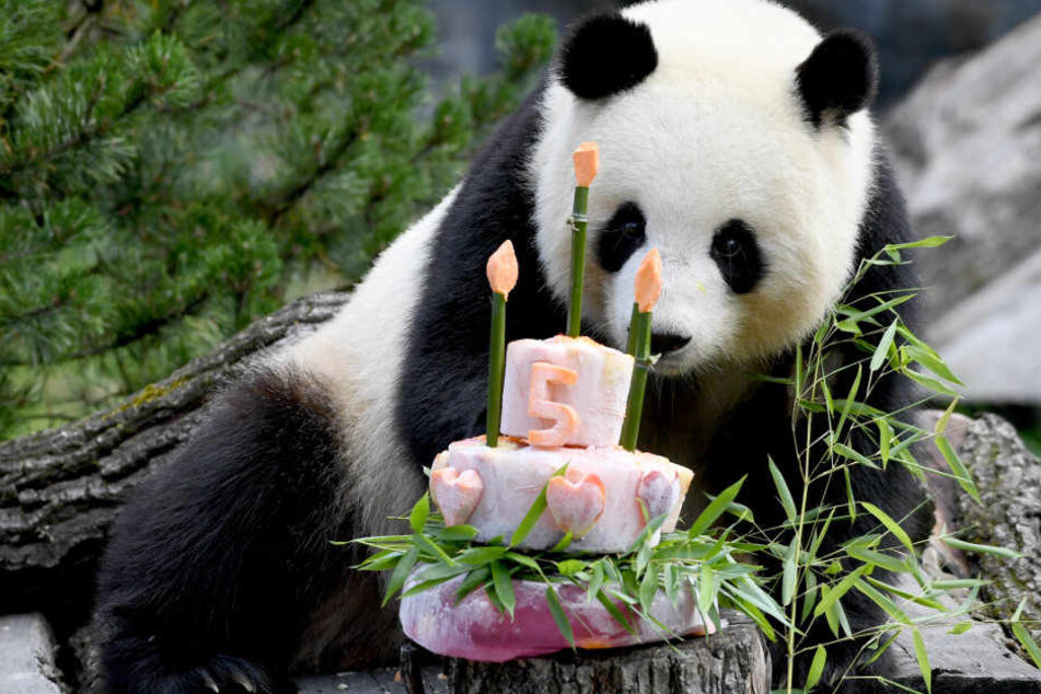 Panda-Dame schaut neugierig auf ihre Geburtstagsüberraschung.