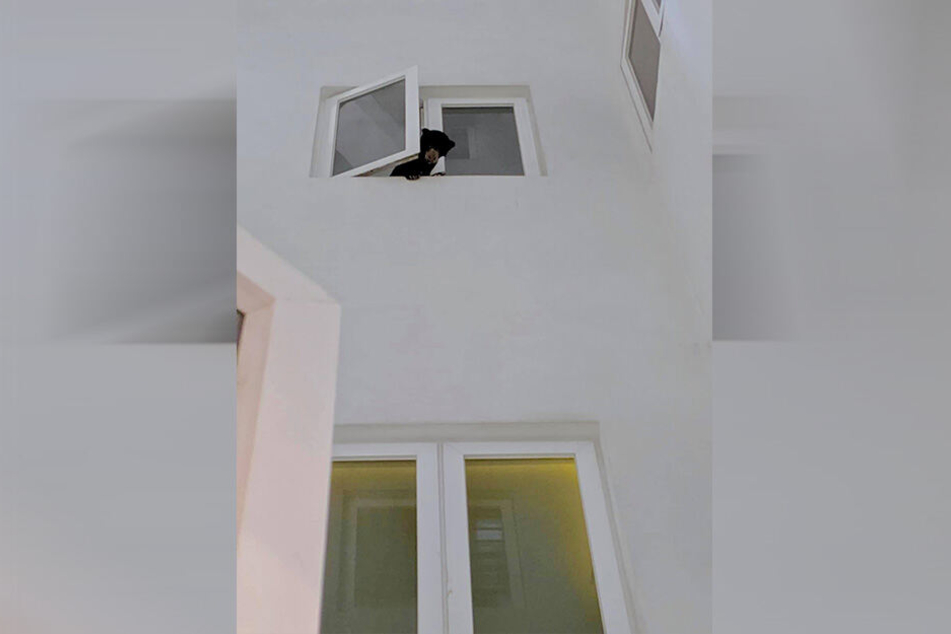 Der Bär guckte aus dem Fenster und brüllte. Eine Nachbarin hielt das fest.
