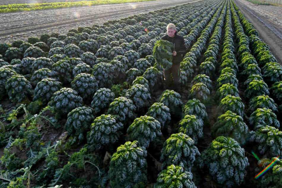Ein Mitarbeiter erntet auf einem Feld Grünkohl nach den ersten Frostnächten.
