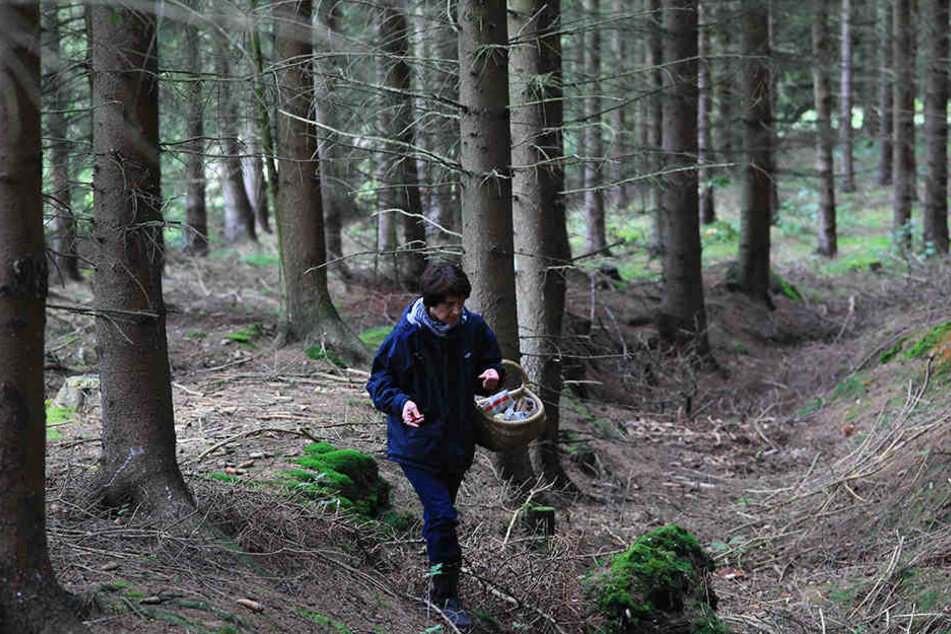 Mehr als sechs Stunden irrten die Frauen im Wald umher (Symbolbild).