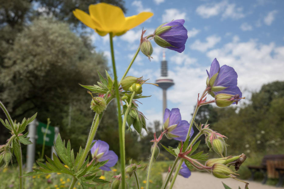 Im Palmengarten finden sich Frankfurter Bürger und Touristen in einer grüne Oase wider.