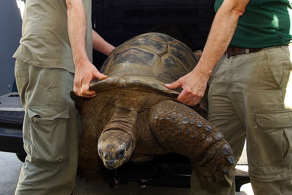 Da war die Welt noch in Ordnung: Zoo-Mitarbeiter Michael Scheffert und Michael Hoffmann luden Hugo 1 zum Wiegen aus.