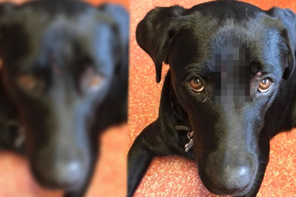 Mitten Im Wald Hund Von Schwarzem Panther Angegriffen Tag24