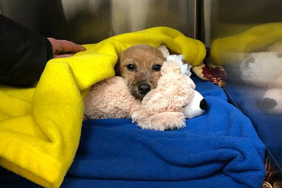 In der Tierklinik sorgte man sich rührend um den Hund.