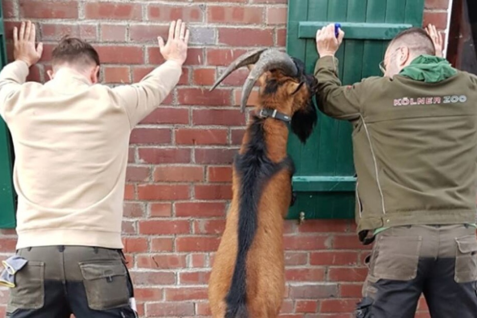 Geißbock Hennes IX. steht unter Verdacht.