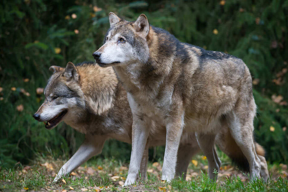 Bereits im Januar wurde ein junger Wolf bei Stolpe (nördlich von Berlin) von einem Auto überfahren. (Symbolbild)