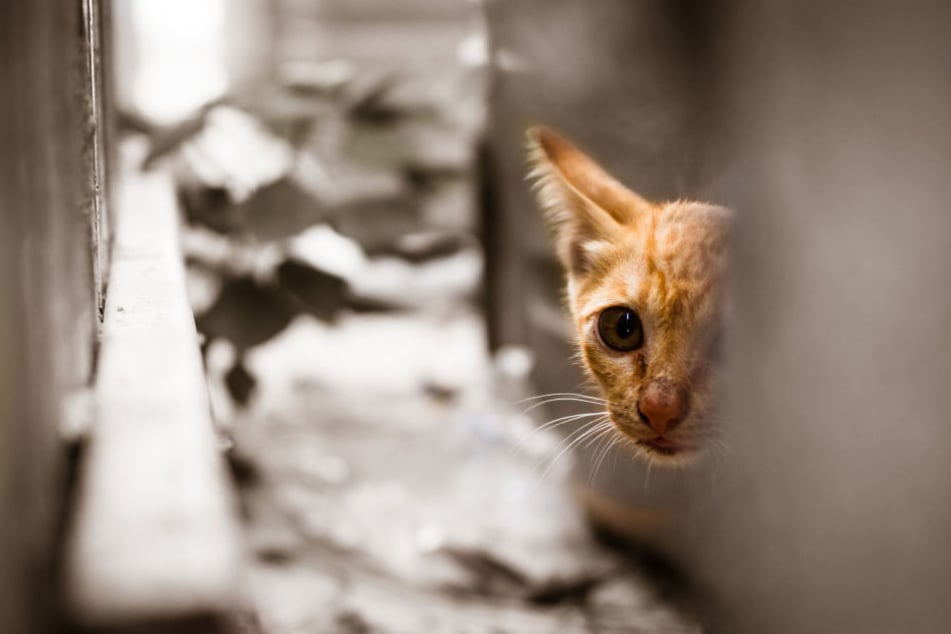 Das Auge der Katze musste entfernt werden. (Symbolbild)